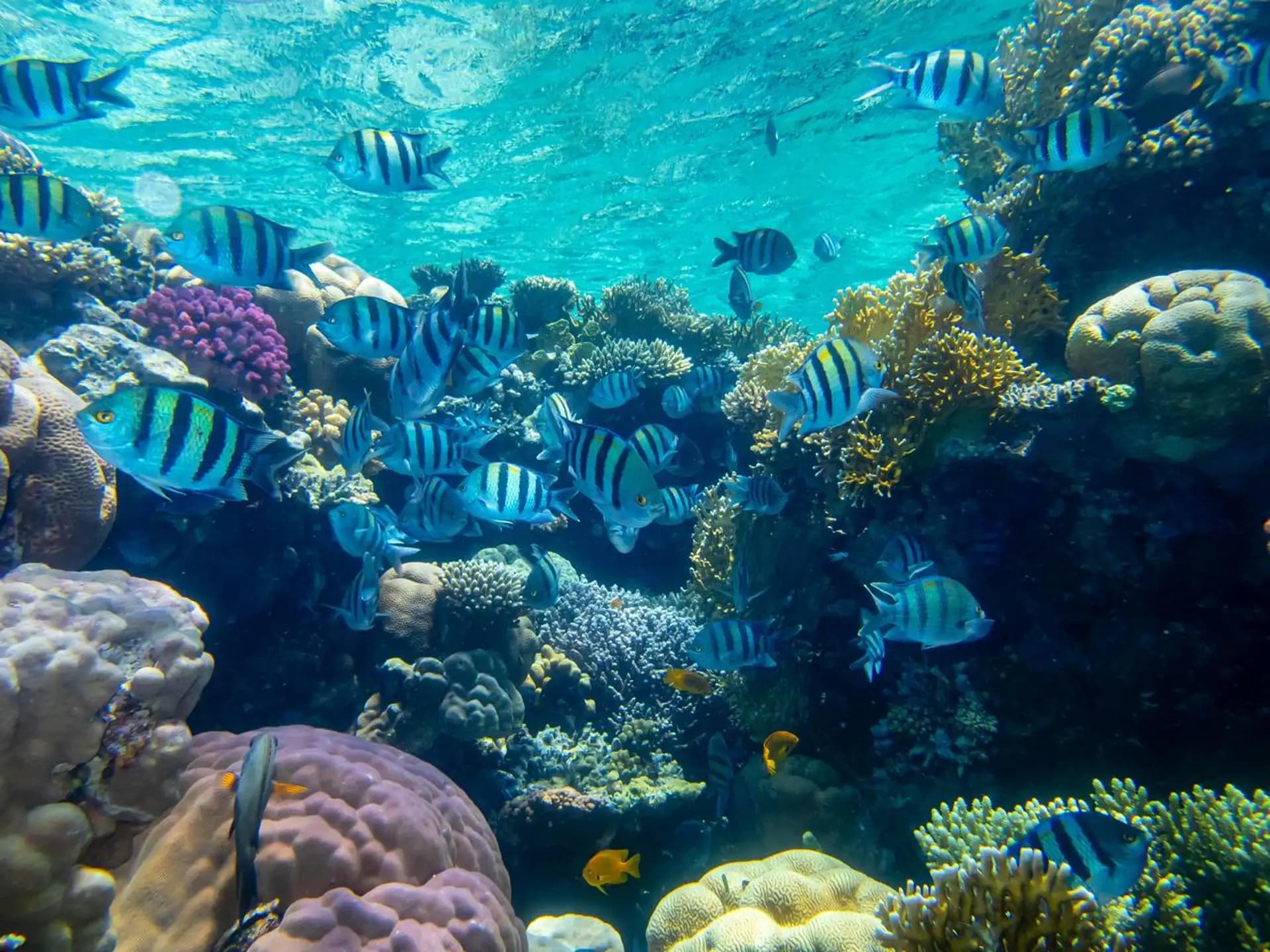 Dolphin House Marsa Alam – Snorkeling & Dolphin Watching Day Trip