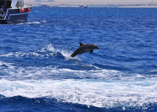 Dolphin House Snorkeling Tour from Hurghada - Photo 6