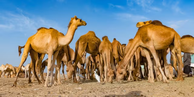 Wadi El Gemal National Park – Full Day Beach & Nature Tour - Photo 3